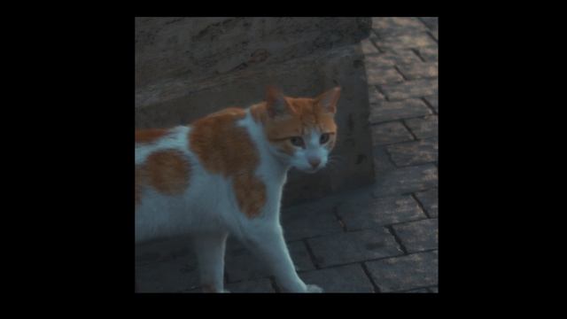 Mem Video AE Version