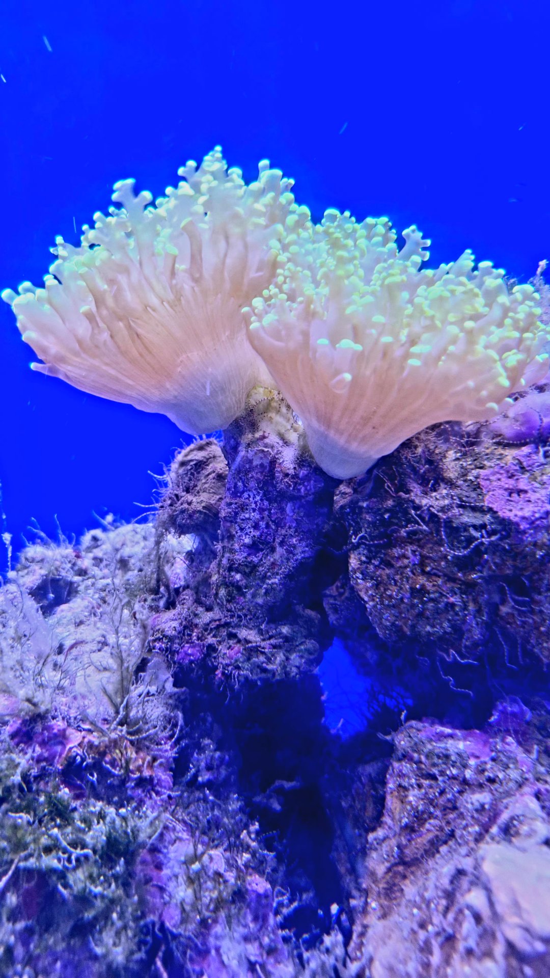 Москвариум, океанариум в Москве на ВДНХ