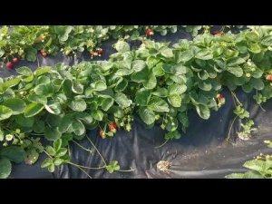 Ания! Очень похожа на Маджестик! Родственники? Видео от 31 августа 2022г.