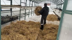Так клубнике будет тепло Укрываем кустики в зиму❄️️