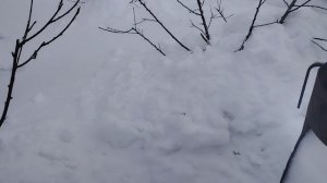 январь укрываем персик снегом