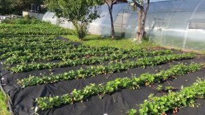 Срочно ‼️ Обрезать ли кусты в осень⁉️