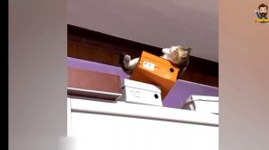 ПОДБОРКА СМЕШНЫХ КОТИКОВ