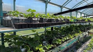 Супер тепличка в работе Теплица с клубникой в ящиках. Большего не надо