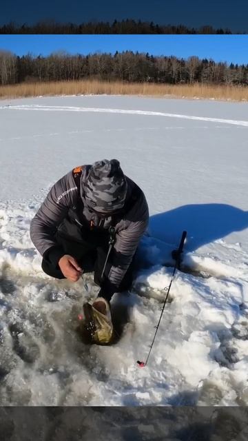 Утро начинается с огромной щуки. смотреть онлайн