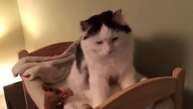Кошка укладывается спать в свою кроватку 😽 смотреть онлайн