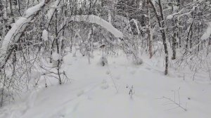 охота с русской гончей/добыча зайца (беляка) по глубокому снегу.