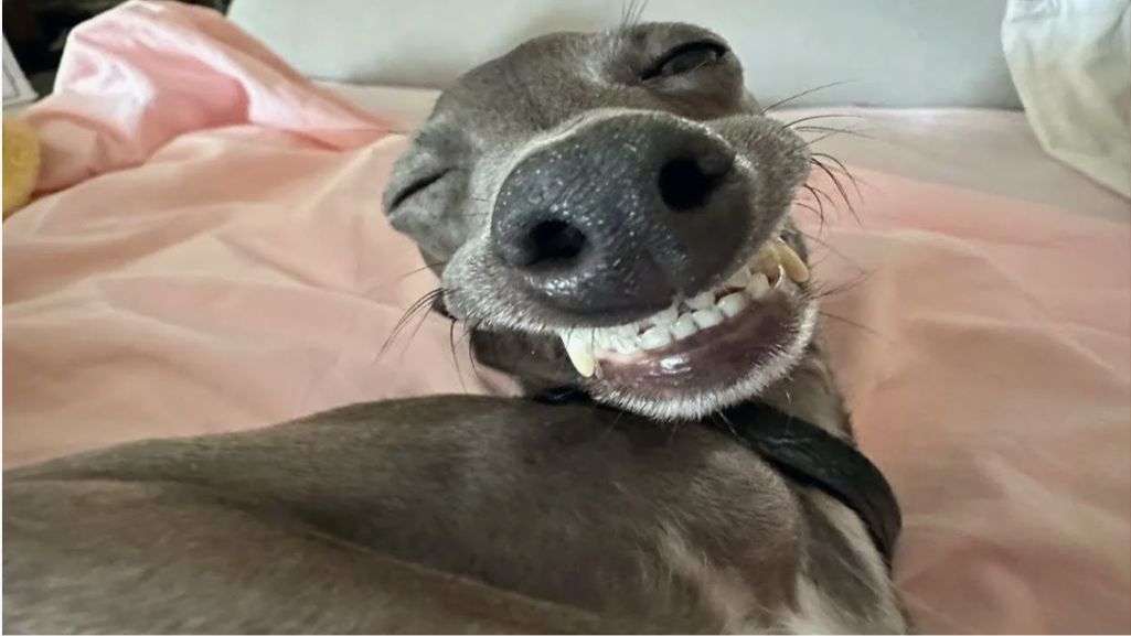 ВИДЕО ПРИКОЛЫ С ЖИВОТНЫМИ НЕВЕРОЯТНО СМЕШНЫЕ ЖИВОТНЫЕ😆😂 смотреть онлайн