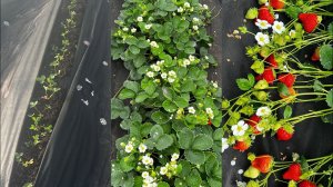 Фенг Сянг❤️ Развитие длинной в сезон. Он лучший ‼️‼️‼️