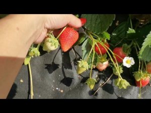 Малга, красотка и не только! Земляника нсд