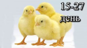 Цыплята Бройлеры 15-27 день, Контрольное Взвешивание, добавление зерновых, кальция
