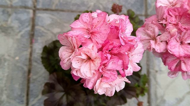 Миниатюрные пеларгонии. Мой ТОП - 10 смотреть онлайн