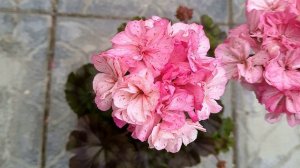 Миниатюрные пеларгонии. Мой ТОП - 10