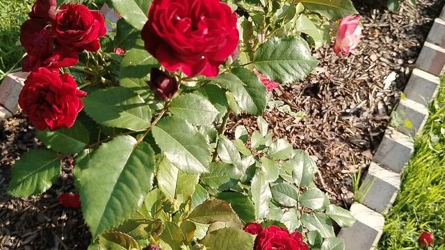 Розы Лаваглют и Блэк Баккара вероятно пересорт. 2025 смотреть онлайн