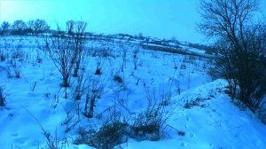 Охота на зайца с эстонкой. 9