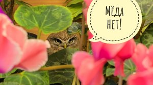 Третий фазан! Курятня множится! Сыч Лучик в цветах.Артём опять ничего не делает, только забавляется