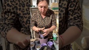 Цимус + Аминоцимус для рассады: дозировки и схема