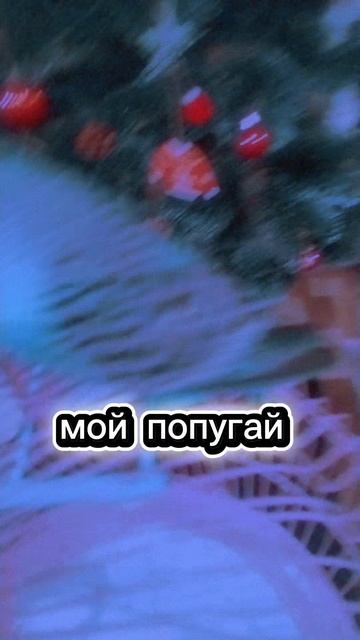 это мой попугай кейка. смотреть онлайн