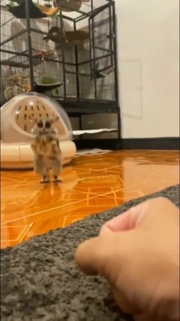 ГАЛАГО - МИЛАХА ИЗ АФРИКИ  (@infackts)