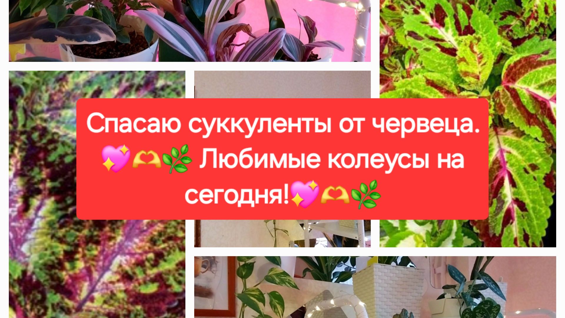 Спасаю СУККУЛЕНТЫ от ЧЕРВЕЦА.💖☘🎄 Любимые КОЛЕУСЫ на сегодня.🌼💖☘ смотреть онлайн