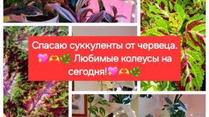 Спасаю СУККУЛЕНТЫ от ЧЕРВЕЦА.💖☘🎄 Любимые КОЛЕУСЫ на сегодня.🌼💖☘