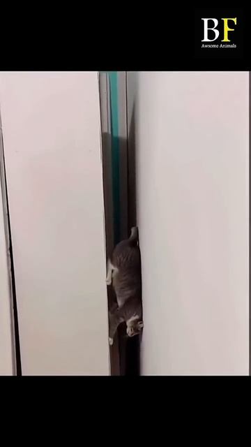 Развлекаются смотреть онлайн