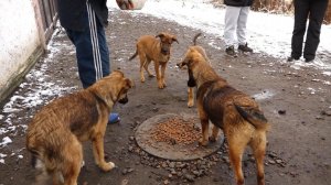 "Будни" (новости, 21.01.26г., Бийское телевидение)