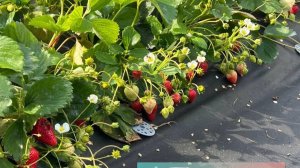 ‼️Ягод много не бывает‼️Чем разгоняем кусты мы