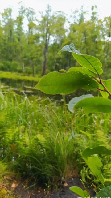 Архив 2020. Поход к дикому озеру (3)