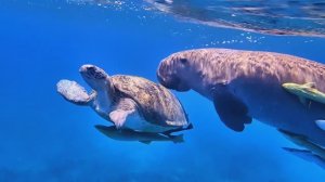 Дюгонь по имени Мальчик - 2019 год