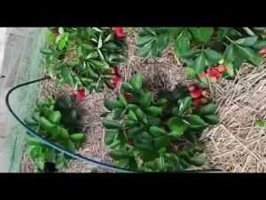 Ну какой он шикарный. Фенг Сянг‼️ Самый лучший Видео от Ирины