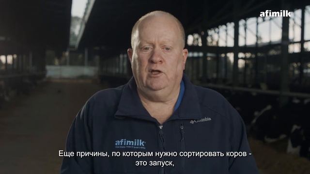 Сортировка – Советы от экспертов по молочному животноводству