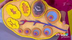 Клетка, которая стала ребенком. Жить здорово! Фрагмент выпуска от 21.01.2026