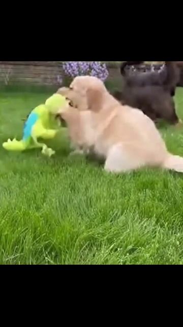 Милые щеночки #щенячьиприключения #милота #питомцы