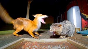 ВИДЕО ПРИКОЛЫ С ЖИВОТНЫМИ Вот на Что Способен Кот в Ярости против Диких Животных. #1