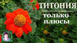 Жаростойкие однолетние цветы -  ТИТОНИЯ  Обязательно посадите его в своем цветнике