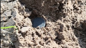 Полушка Елизаветы. Перезалив #поискмонет #монеты #equinox900 #equinox #minelab #металлоискатель #20