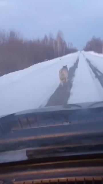 🐺 Волчий забег по зимней трассе❄️🌨️ #волк #зима #winter #wolf #трасса #дорога #track #road смотреть онлайн