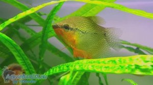 Жемчужные гурами и настой дубовых листьев