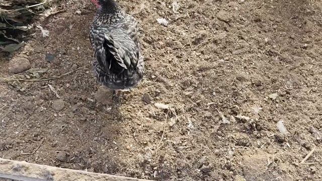 чем хорош зимний выгул для кур-несушек... смотреть онлайн
