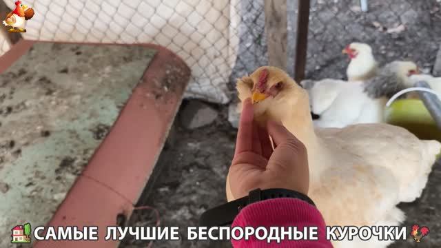 Цыплята и Курочки селяночки лучшие беспородные несушки 🥚 (429) смотреть онлайн