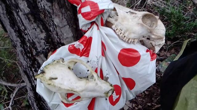 ВИДЕОНАТЮРМОРТ