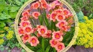 Любительский сад с нуля. С чего начать и как подобрать растения для обустройства сада.