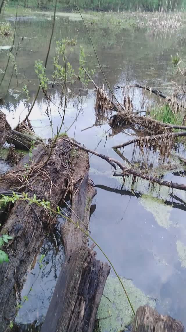 ✅Микропруд💧в глухой 🌲тайге🌳✅