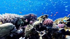 Человек-Амфибия #буктрейлер