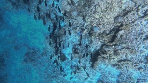 Сноркелинг на Мальдивах, риф острова Донфану (Dhonfanu) 22.01.26