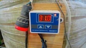 МАХОРКА  - ферментирую, сушу, пробую!