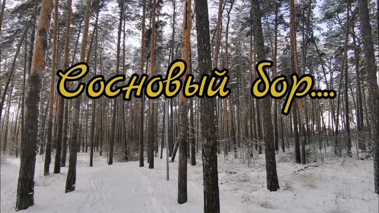 Сосновый бор Песня Авторская