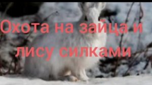 охота на зайца и лису силками