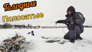 Ловим окуня - клюёт отлично! зимняя рыбалка